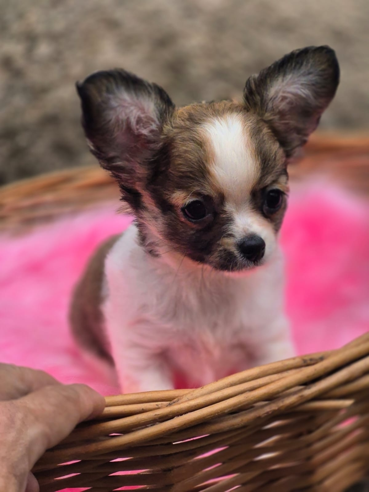 Chihuahua